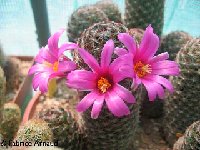 Mammillaria sheldonii gueldemanniana ©Fabrice Arnaud.jpg